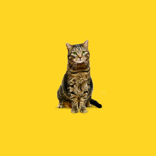 Літні коти