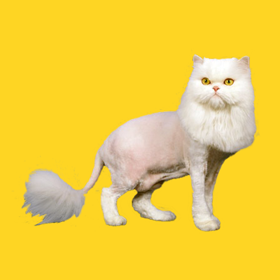 Грумінг 