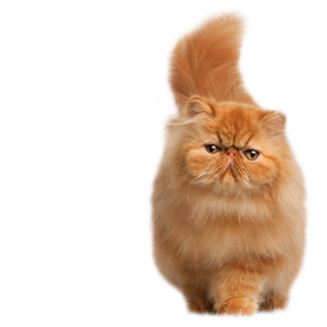 Коти 