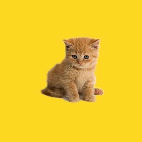 Кошенята