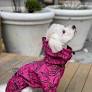 Dogs Bomba Дождевик флис узори малиновый 8