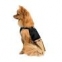 PetFashion Сукня 